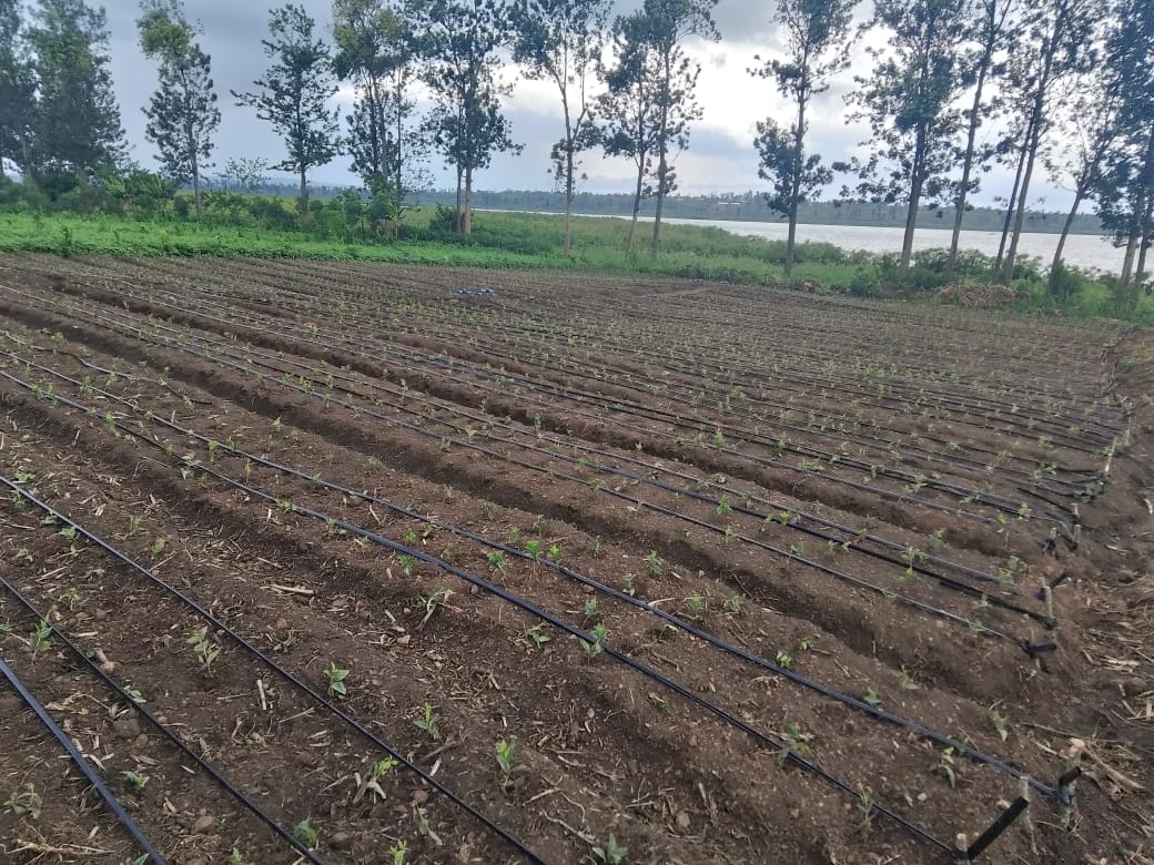 Kigali Agri Estates — Tomato Production